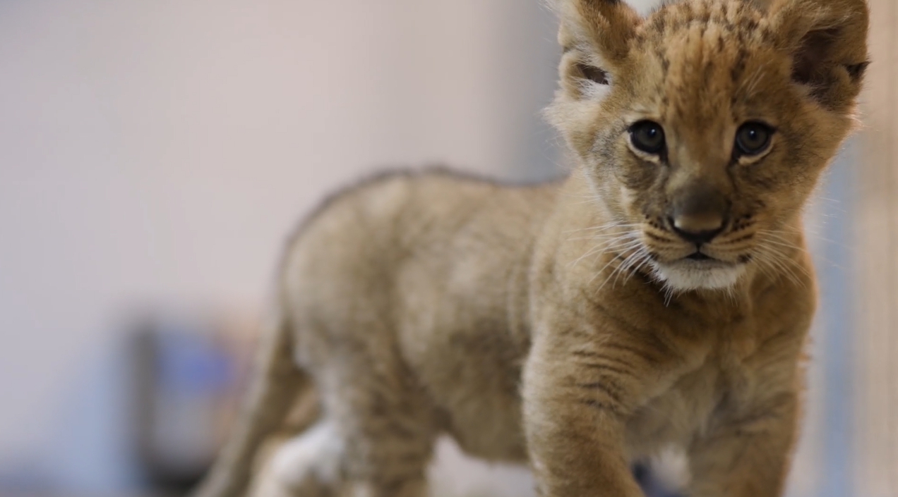 Zoo welcomes birth of first male lion cub in nearly a decade