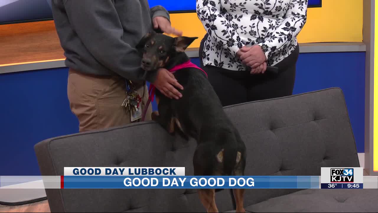 BIG DOG/the day after tomorrow ギャングスタラップ BIG DOG/the day after tomorrow ギャングスタラップ