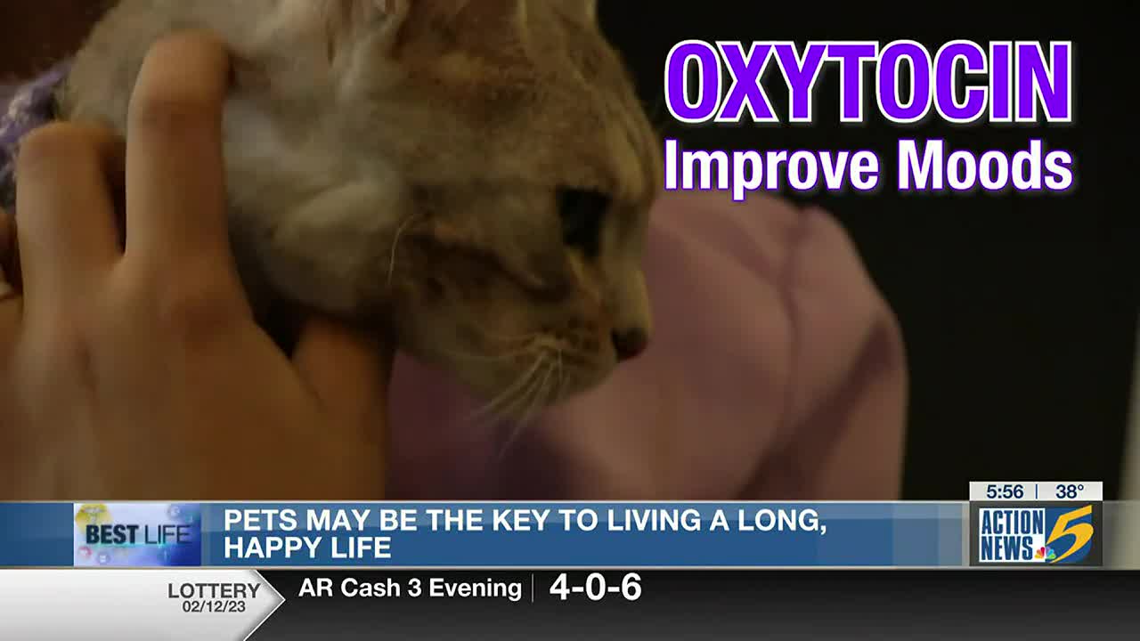 Best Life: Paw prints on your heart, image size:1280x720