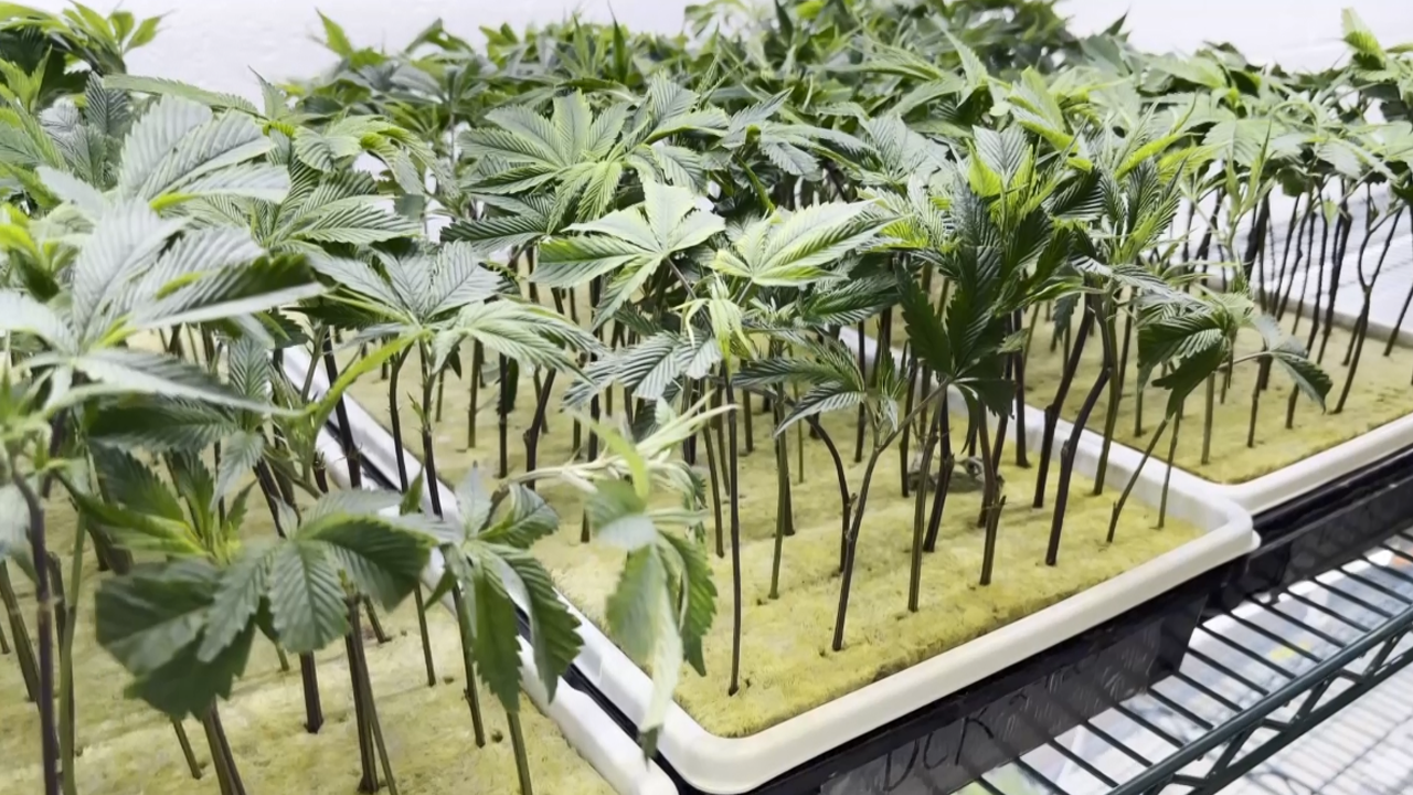 Seed to sale process of medical cannabis in Mississippi