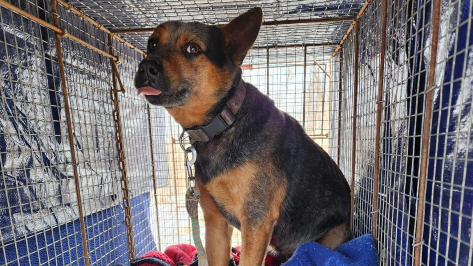 Dog lost for 4 months after car crash finally captured, reunited