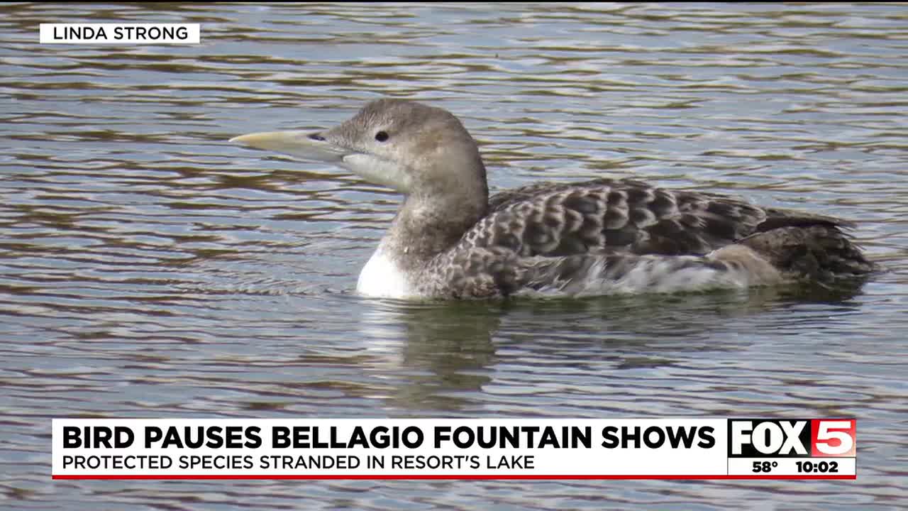 No Fountains of Bellagio shows Tuesday night as wildlife officials