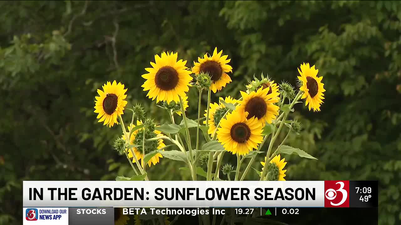 In the Garden: Getting excited about sunflowers