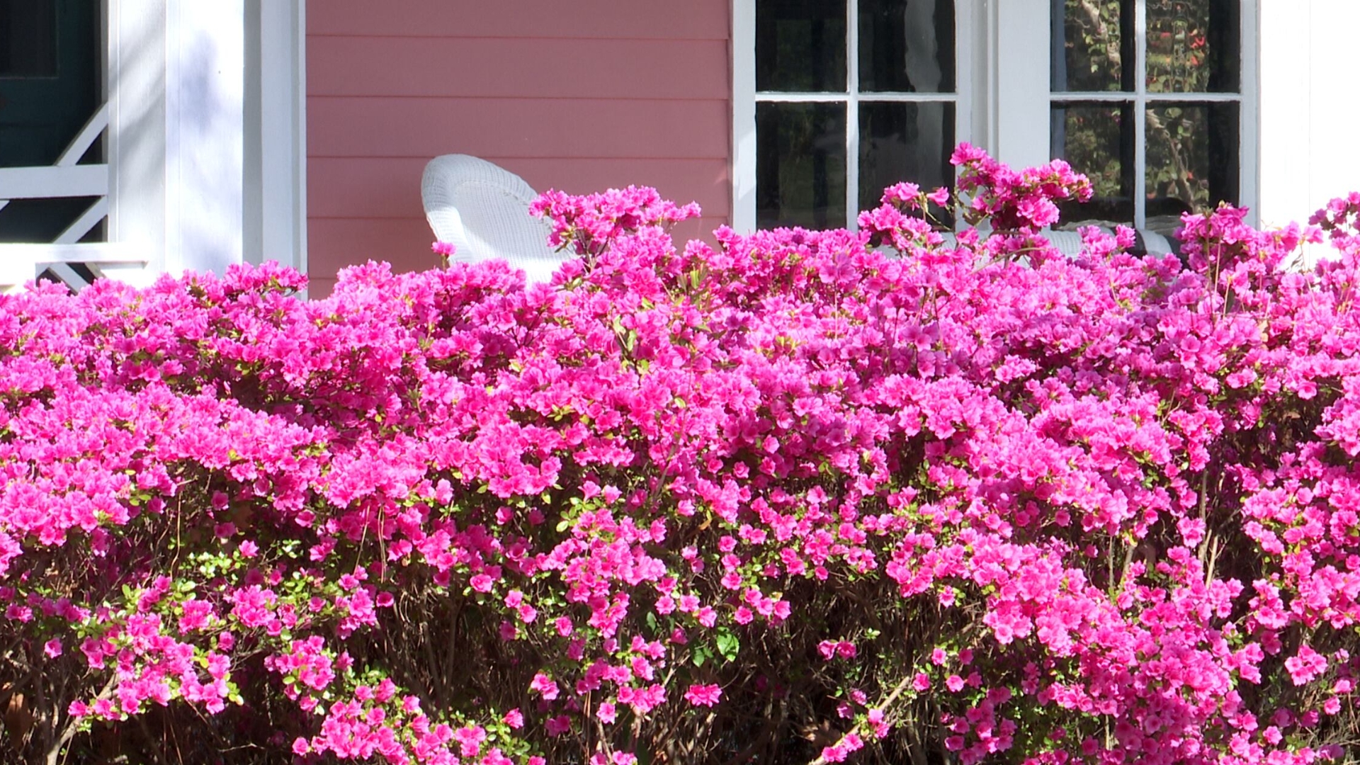 Azaleas in full bloom in North Augusta