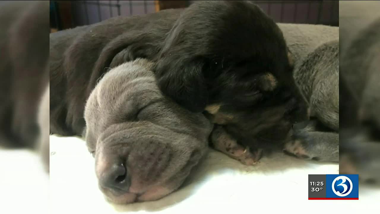 Pet Foster Parent Recounts Experience With Ct Pregnant Dog And Cat Rescue