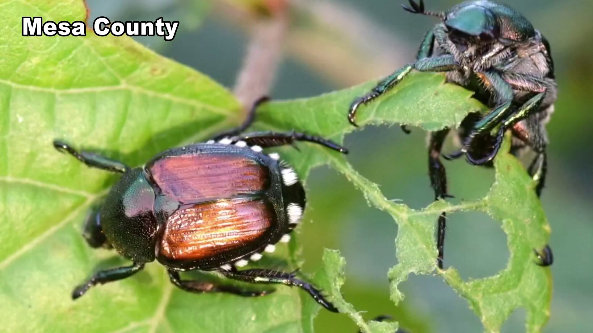 Resistant plants can help control Japanese beetle damage