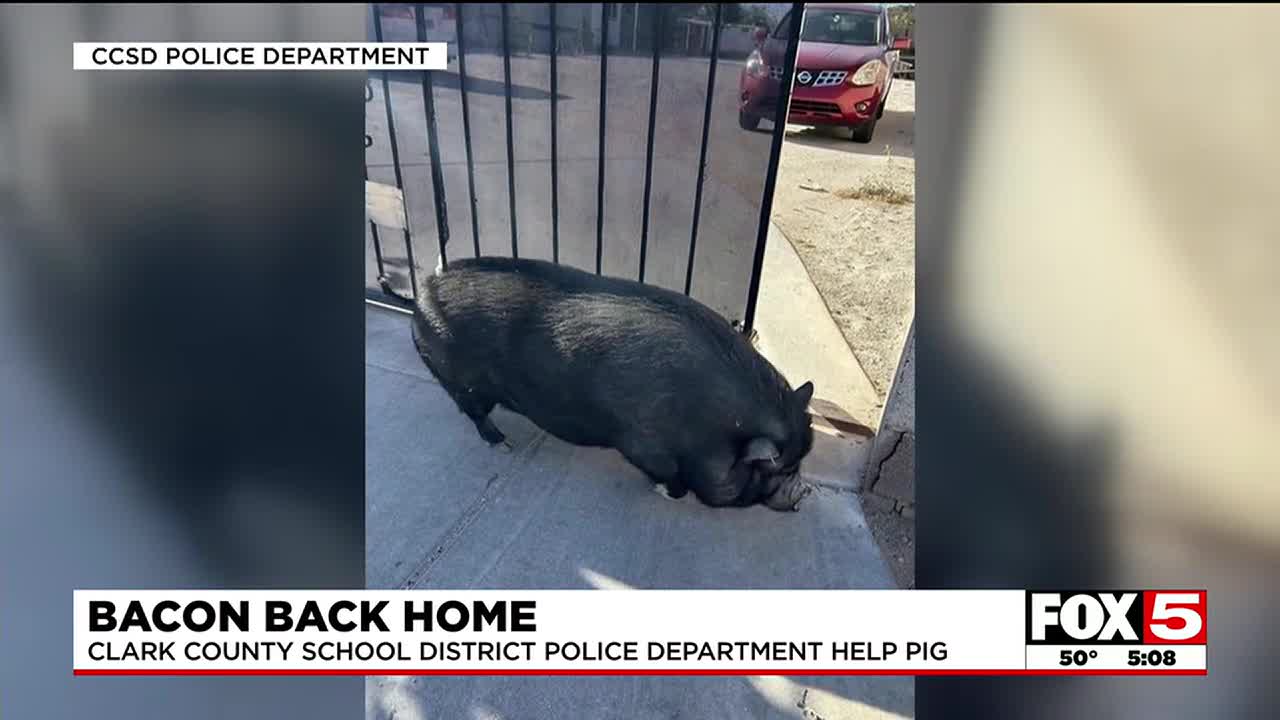 Clark County school police help rescue pig named 'Bacon'