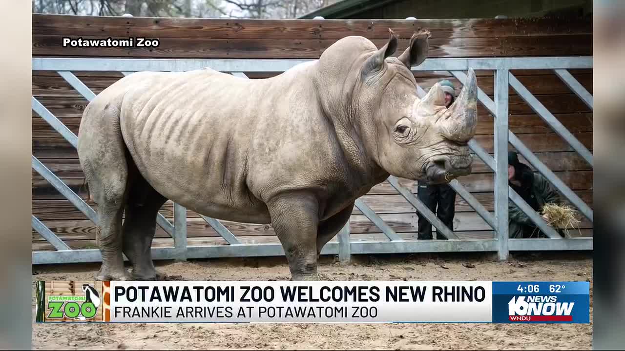 New rhino arrives at Potawatomi Zoo