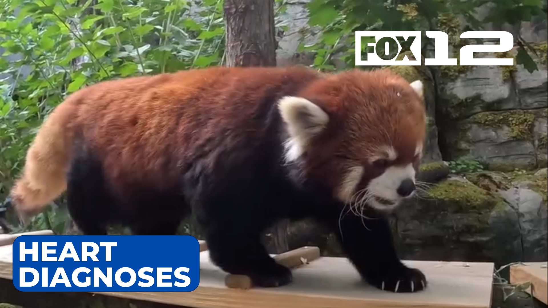 Oregon Zoo's beloved red panda diagnosed with heart condition