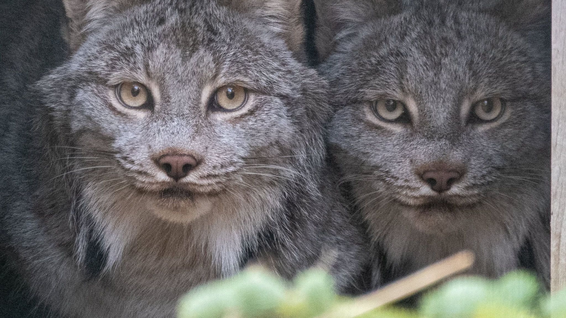 Potter Park Zoo introduces Canadian Lynx Brothers to the Mid