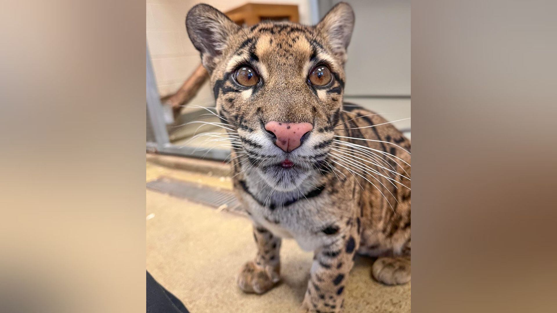 Zoo Atlanta welcomes newest 'complex carnivore'