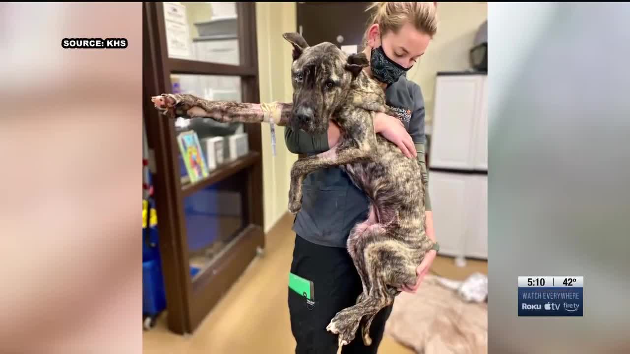 Ethan, dog left for dead, making progress at Kentucky Humane ...