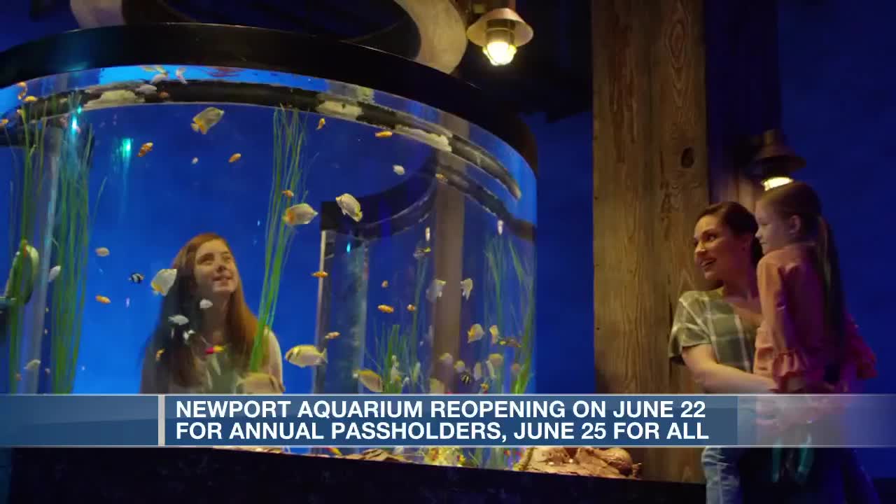 Masks Temperature Checks Required For Guests When Newport Aquarium Opens Newport aquarium reopening date
