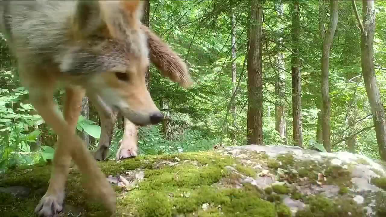 Do Coyotes Bark Like Dogs