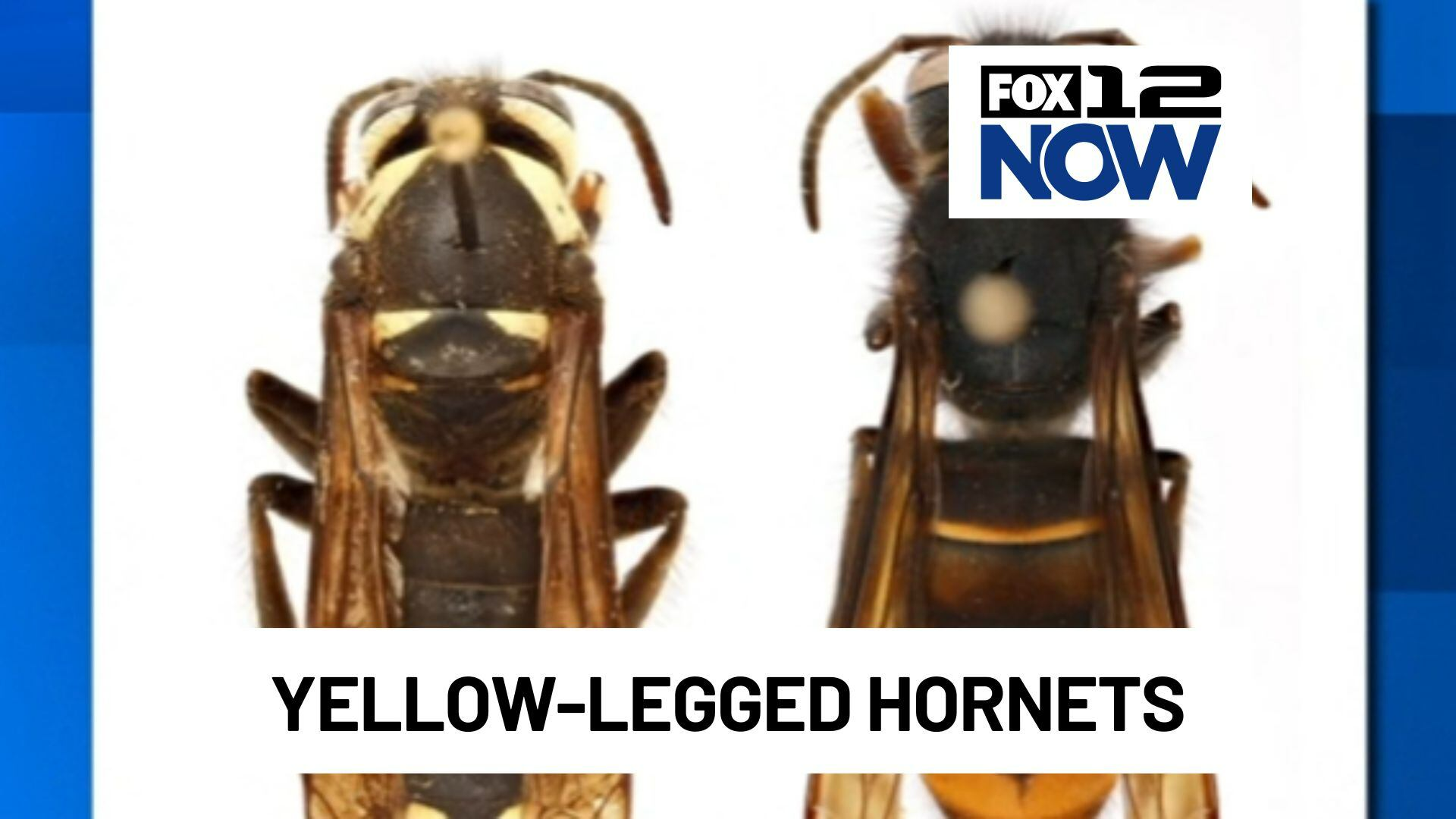 Yellow-legged hornets found at Port of Vancouver