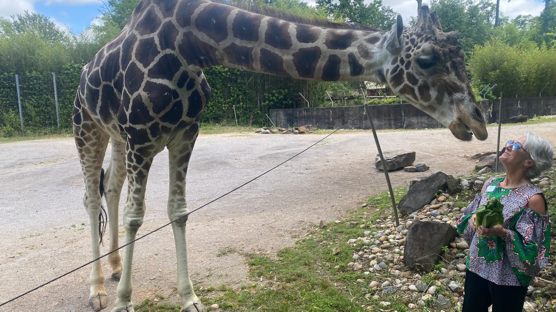 He was the star of the show': Zoo mourns loss of beloved 20-year