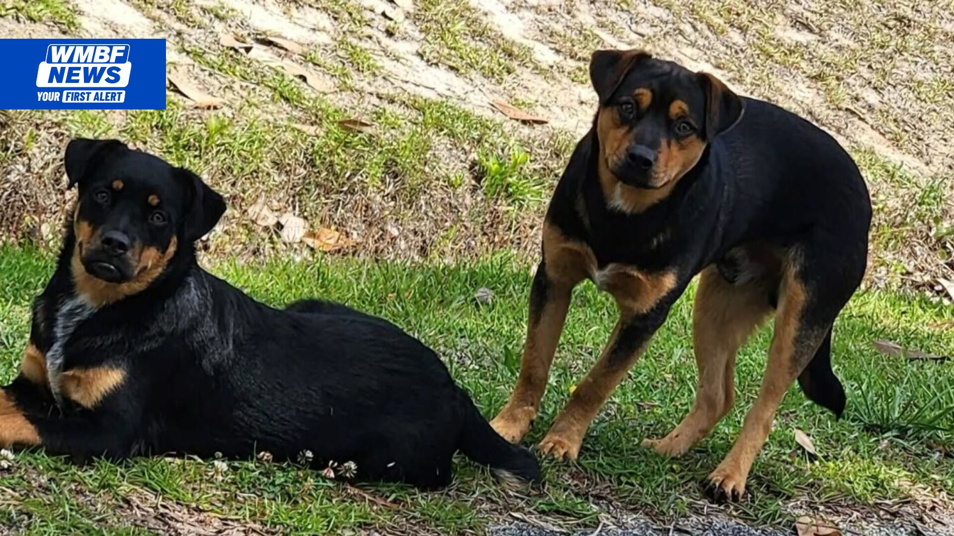 Horry County neighbors concerned over loose dogs seemingly dumped