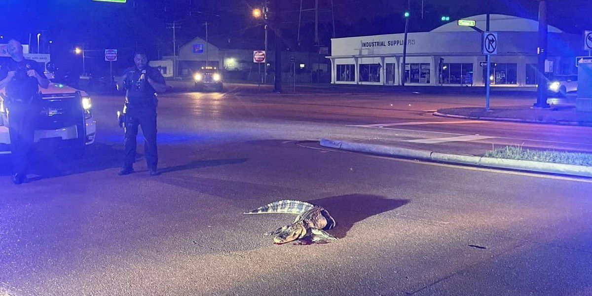 Alligator spotted crossing Highway 80 in Pearl