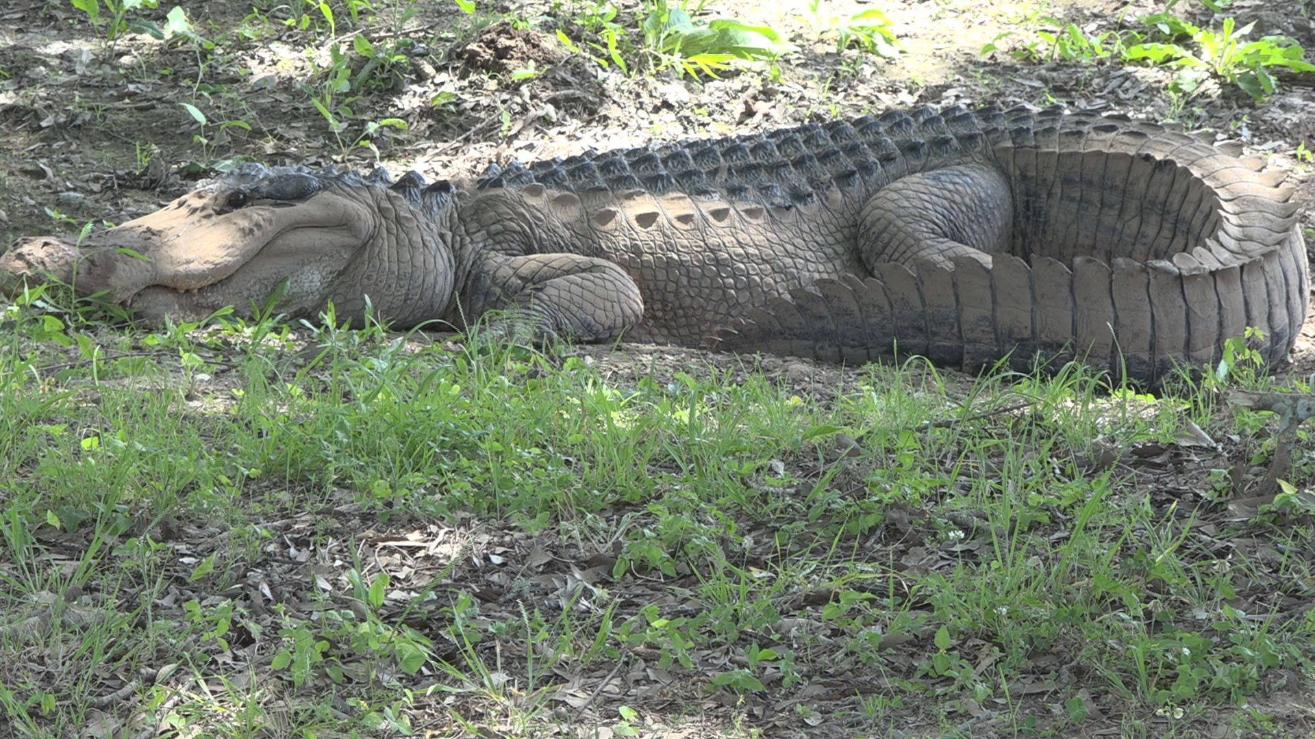 Third Street alligator harvested by contractor, LDWF confirms