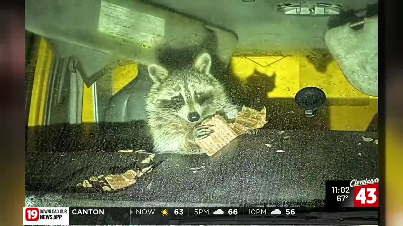 Doylestown Police find wild passenger in suspicious truck