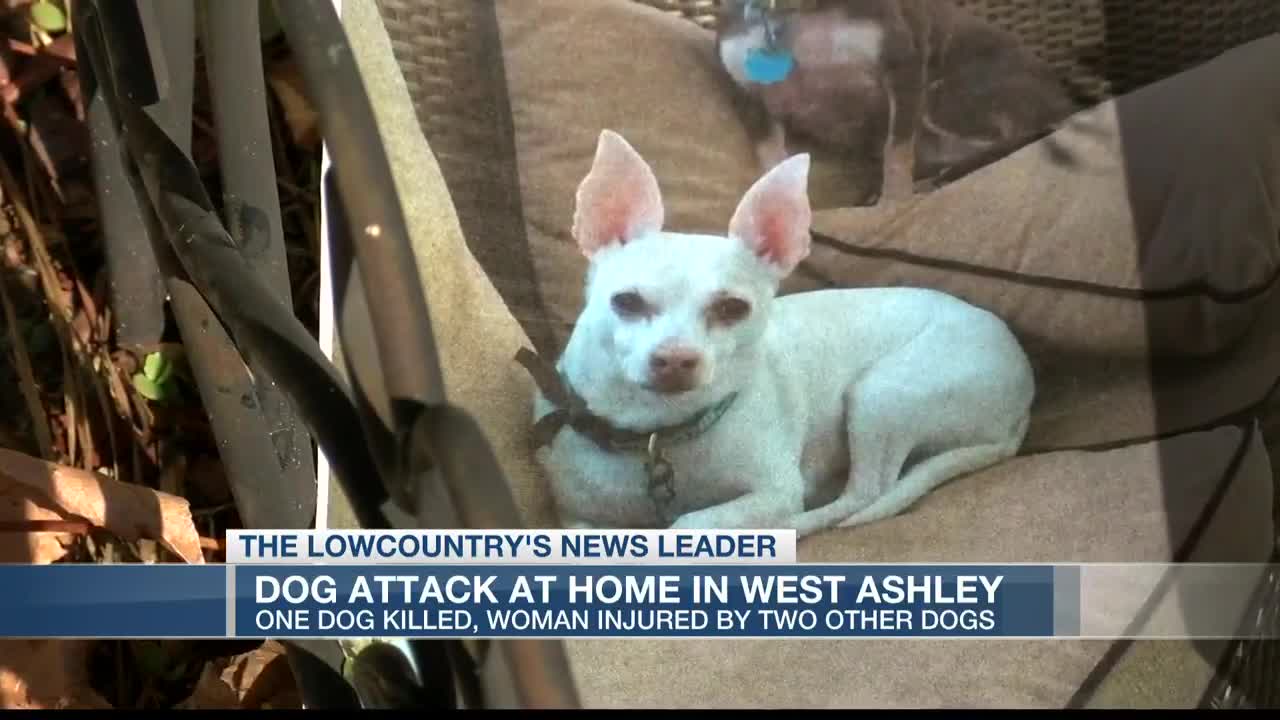 Can I Kill A Dog Attacking My Dog