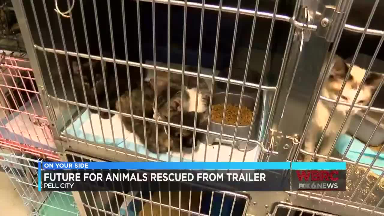Animal Shelter Helping Malnourished Animals Found In Pell City Home