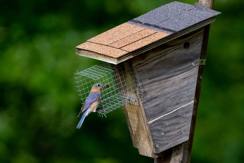 Eastern Bluebird Nest Box How To Make A Home For Blue Birds Of