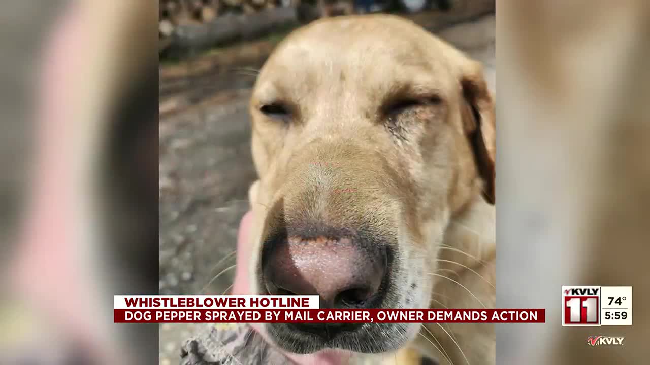 He was ambushed”: Dog pepper sprayed by mail carrier, owner