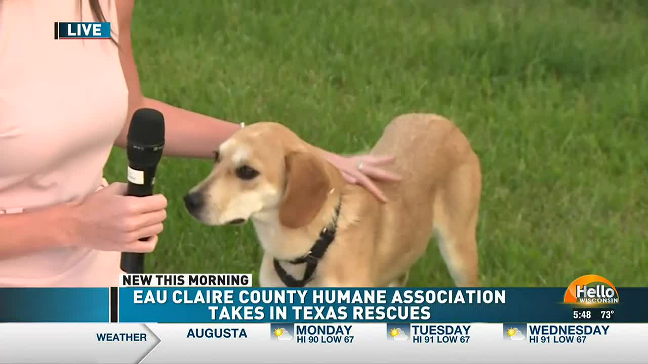 Eau Claire County Humane Association Welcomes 6 New Dogs From A Closing Texas Shelter