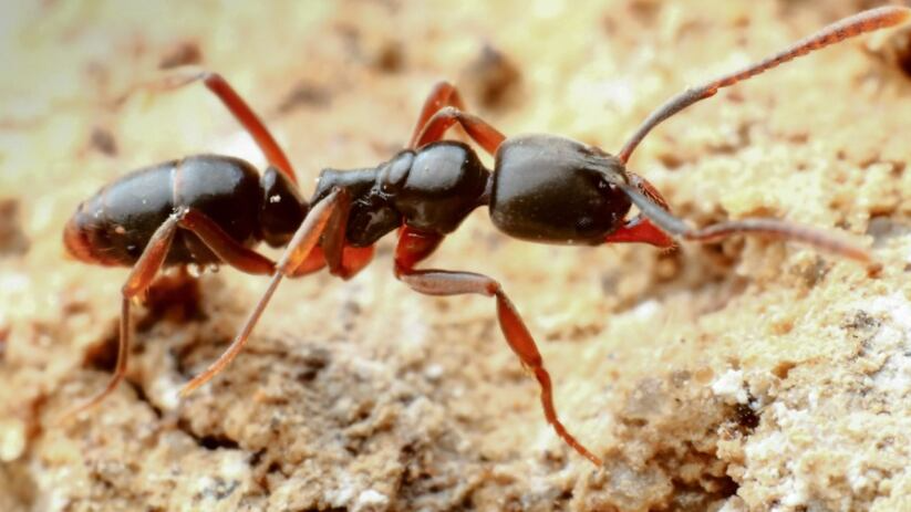 This ant could kill people who don't even know they're allergic to it
