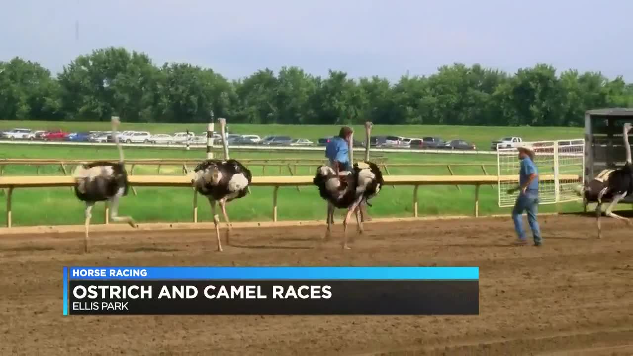 Ostrich Racing Houston