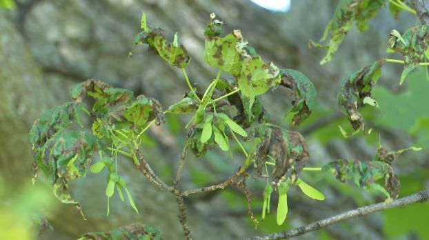 Maple Tree Fungus Among Us