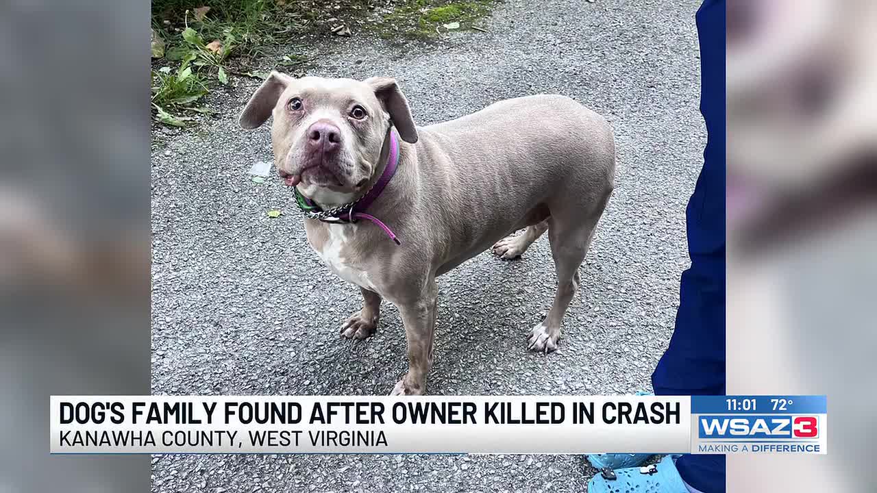 Dog's family found after owner killed in crash