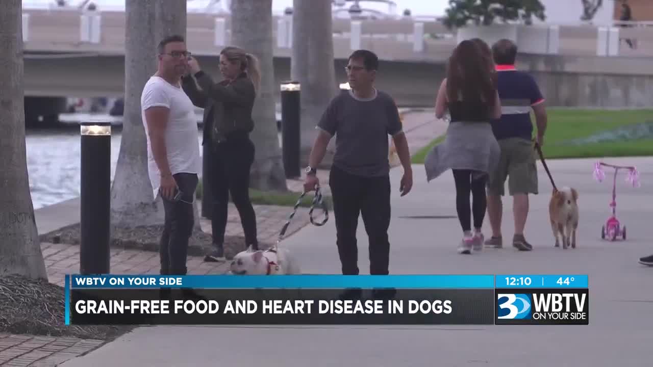 Is Walking Good For Dogs With Congestive Heart Failure