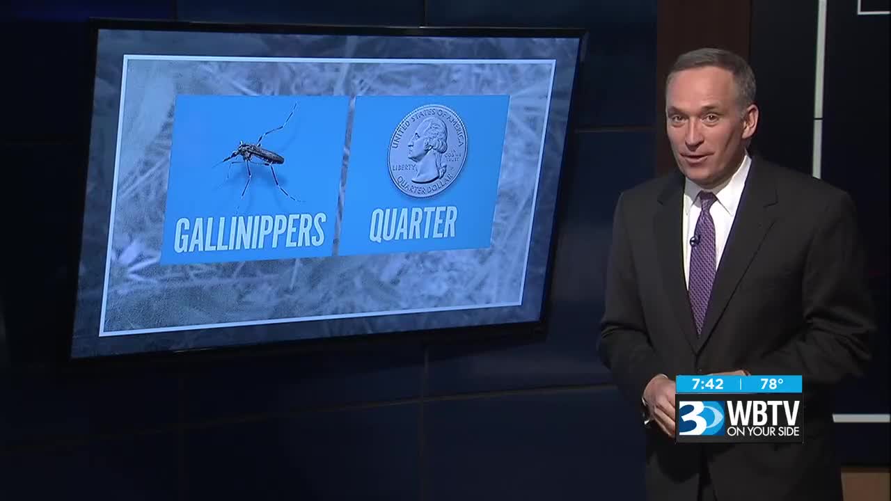 Monstrous' mosquitoes 20 times larger than normal swarm Carolinas after  Florence