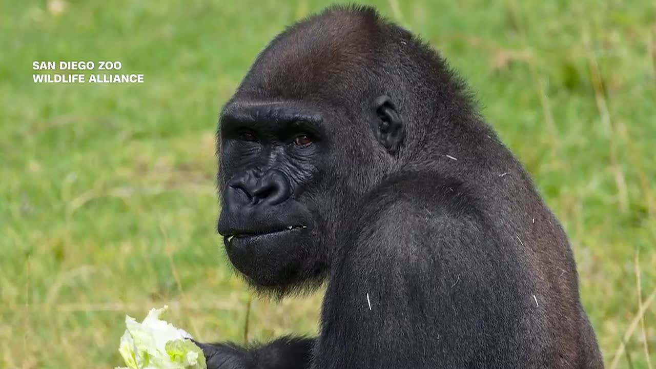 Gorilla gets historic surgery to fix an infection in his skull