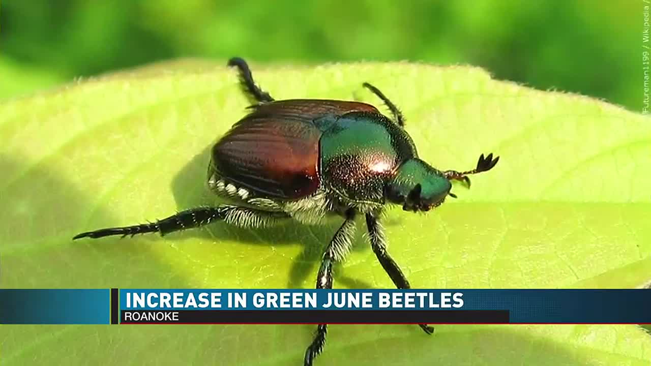 Discover 10 Types Of Green Beetles AZ Animals