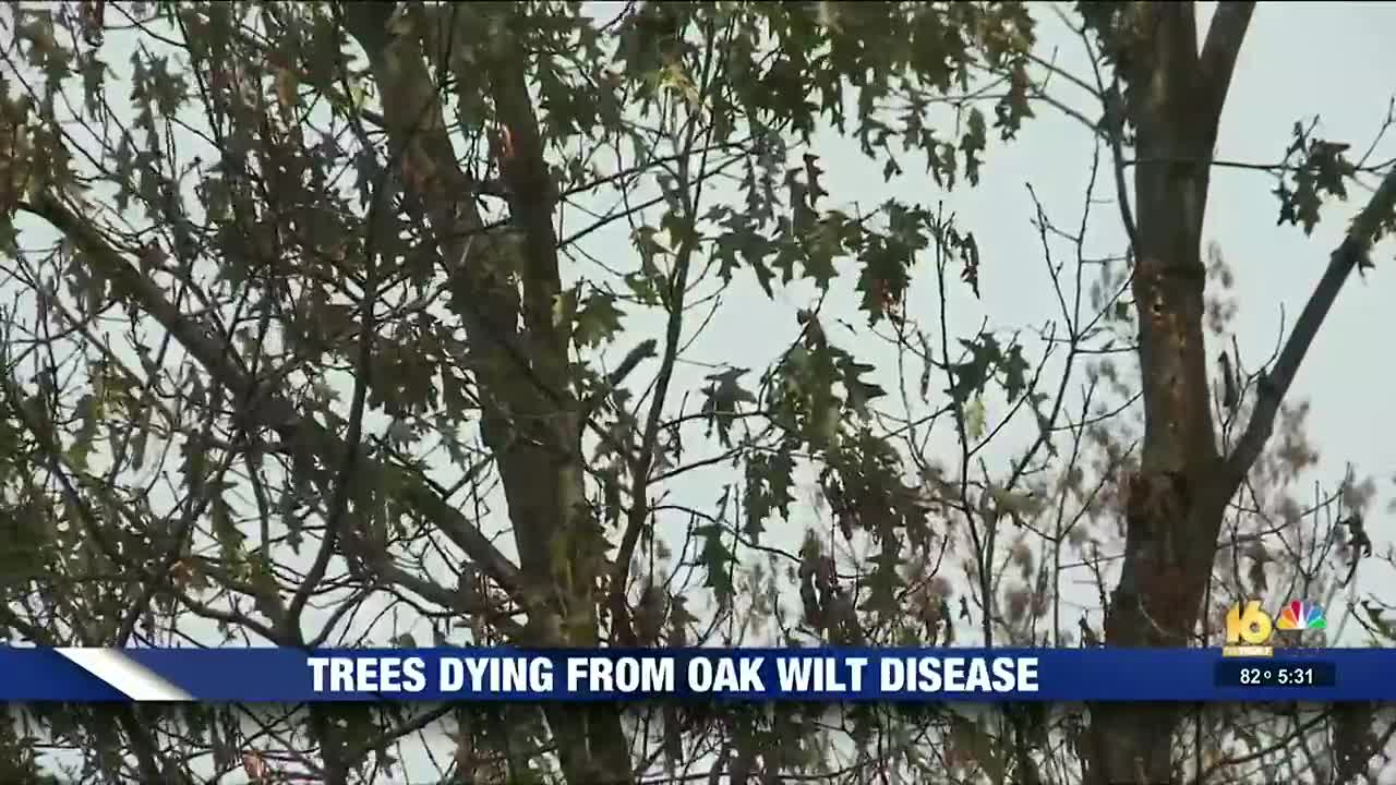 Red Oak Tree Service Marshall Indiana All information