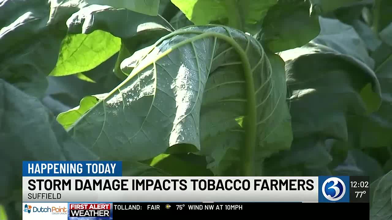 tobacco weather Zimbabwe's prices have fallen sharply, with Government blaming adverse conditions and a global oversupply of the crop. Agriculture Minister Dr Anxious Masuka says heavy rains followed by a mid-season dry Cool Weather Stress | Burley