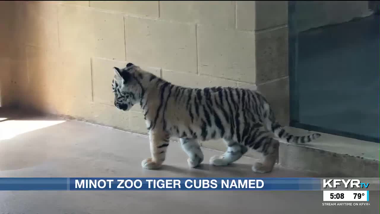 Names revealed of Amur tiger cubs at Roosevelt Park Zoo