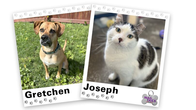 エルビスプレスリ/省吾/浜田/尾崎/豊/矢沢/永吉/Pole cats/GTO Z's（矢沢永吉） TOUR 2015 | 財団主催公演 | 呉信用金庫ホール（呉市