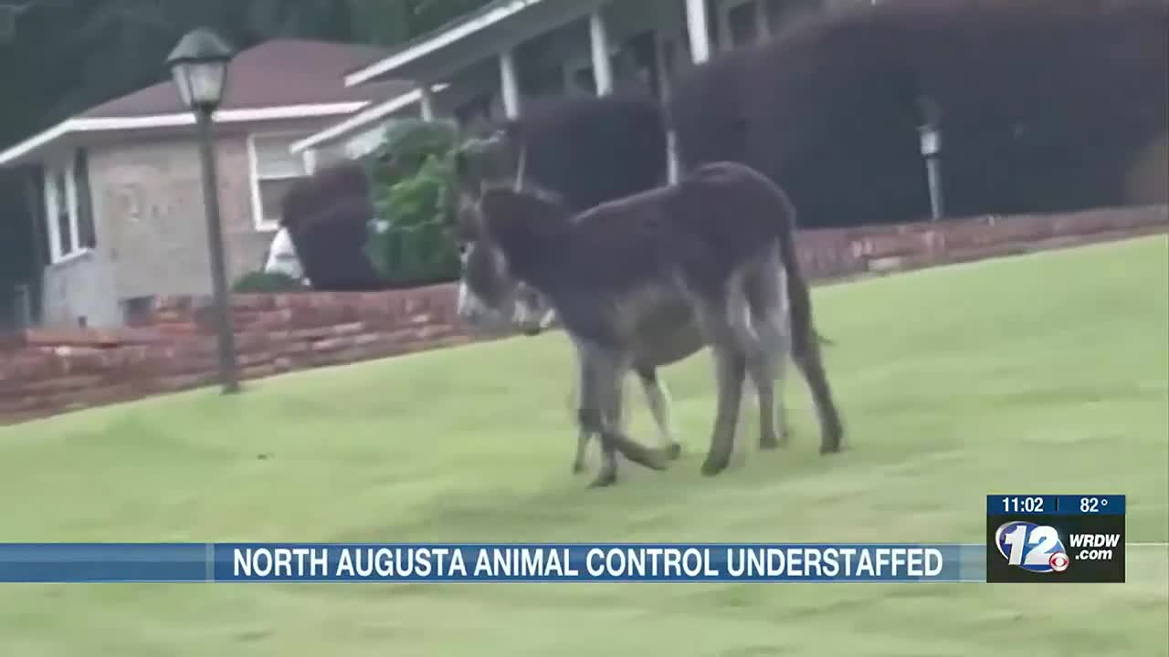 North Augusta Animal Control Understaffed