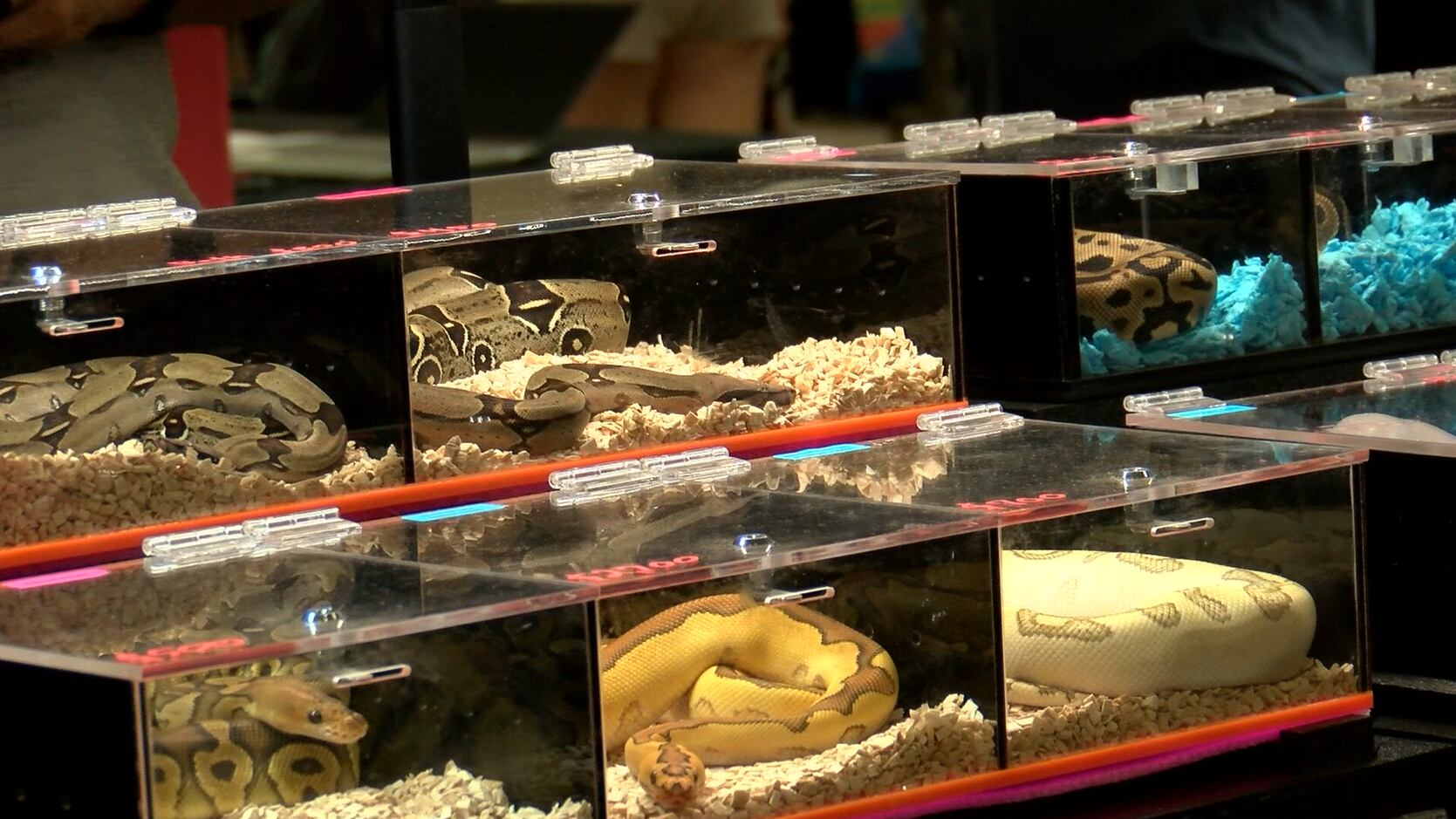 Repticon showcases, educates Midlands citizens on exotic animals