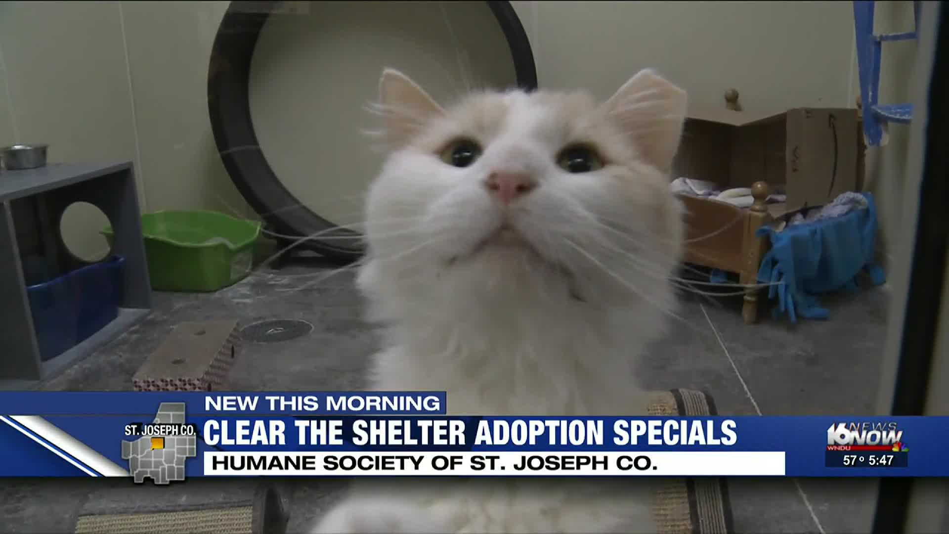 st joe humane society