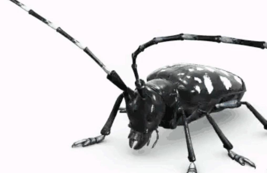 Looking out for Asian Longhorned Beetles in the Ozarks
