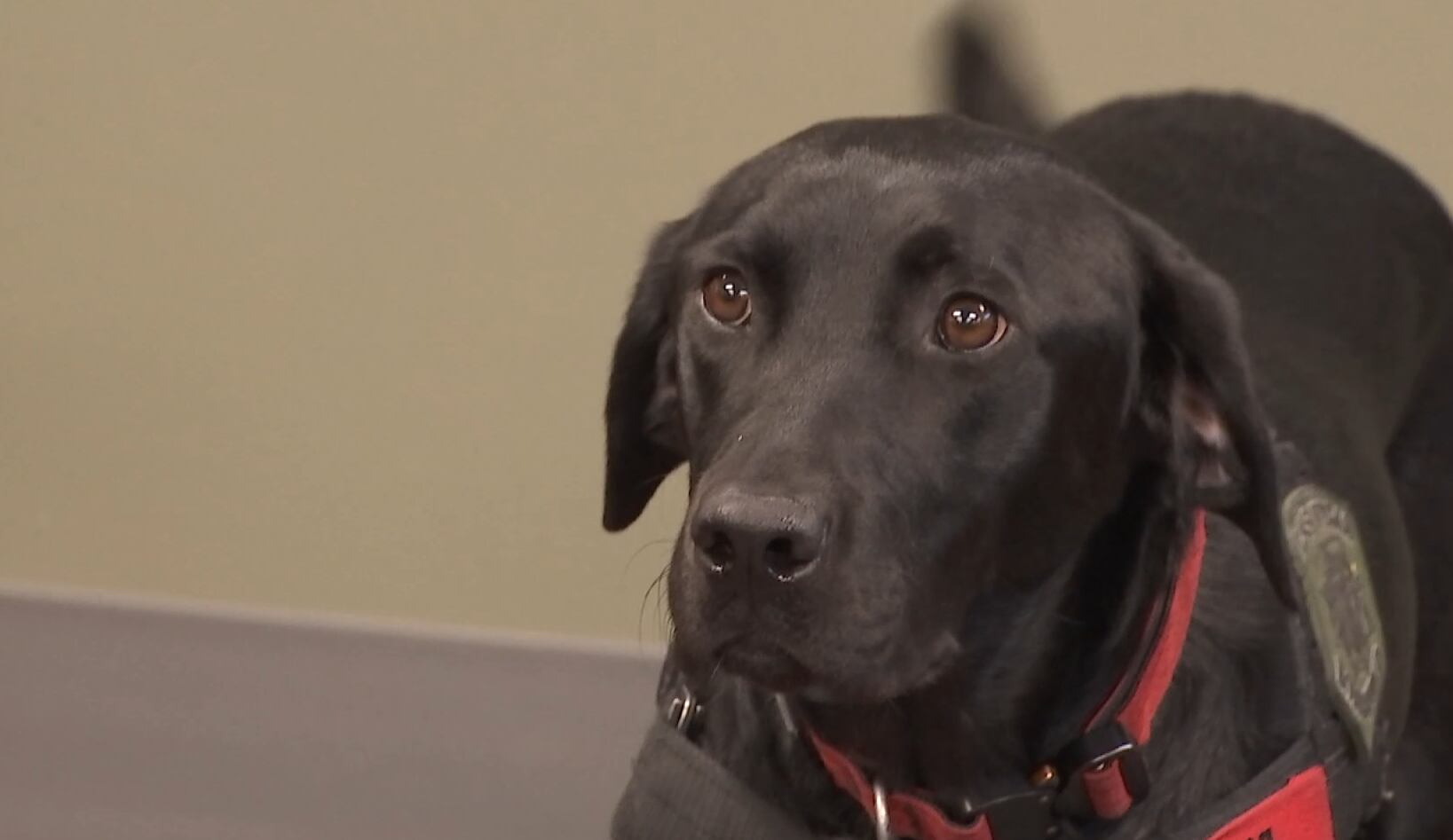 Las Vegas bomb squad adds first detection dog