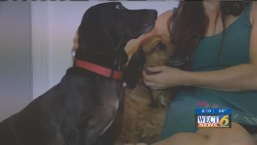 Man abandons dogs at Carolina Beach doggy day care