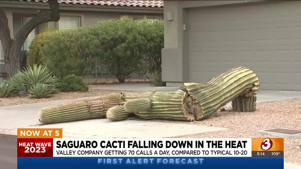 Arizona saguaros succumb to extreme temperatures
