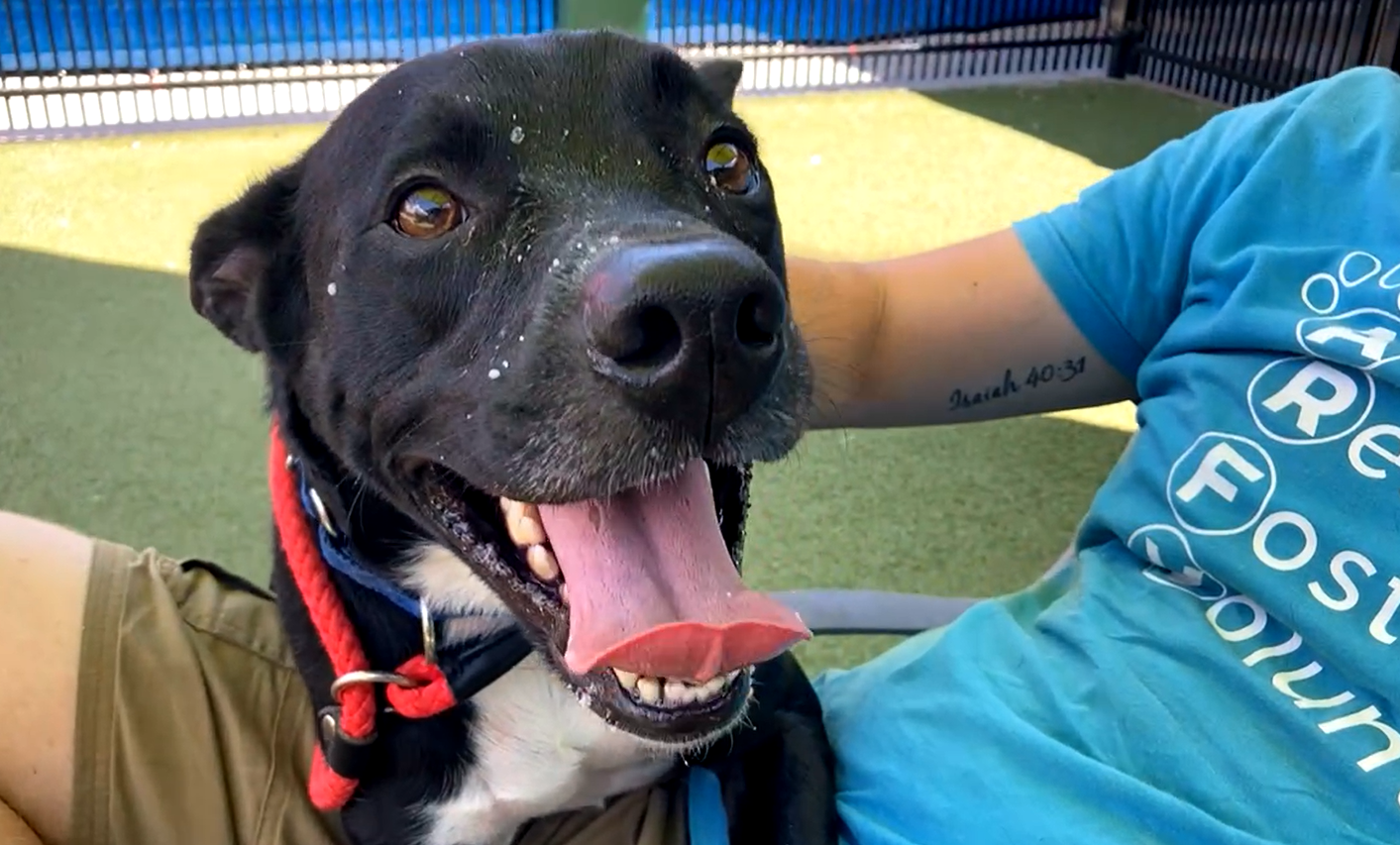Pet Of The Week For August 13 Zorro