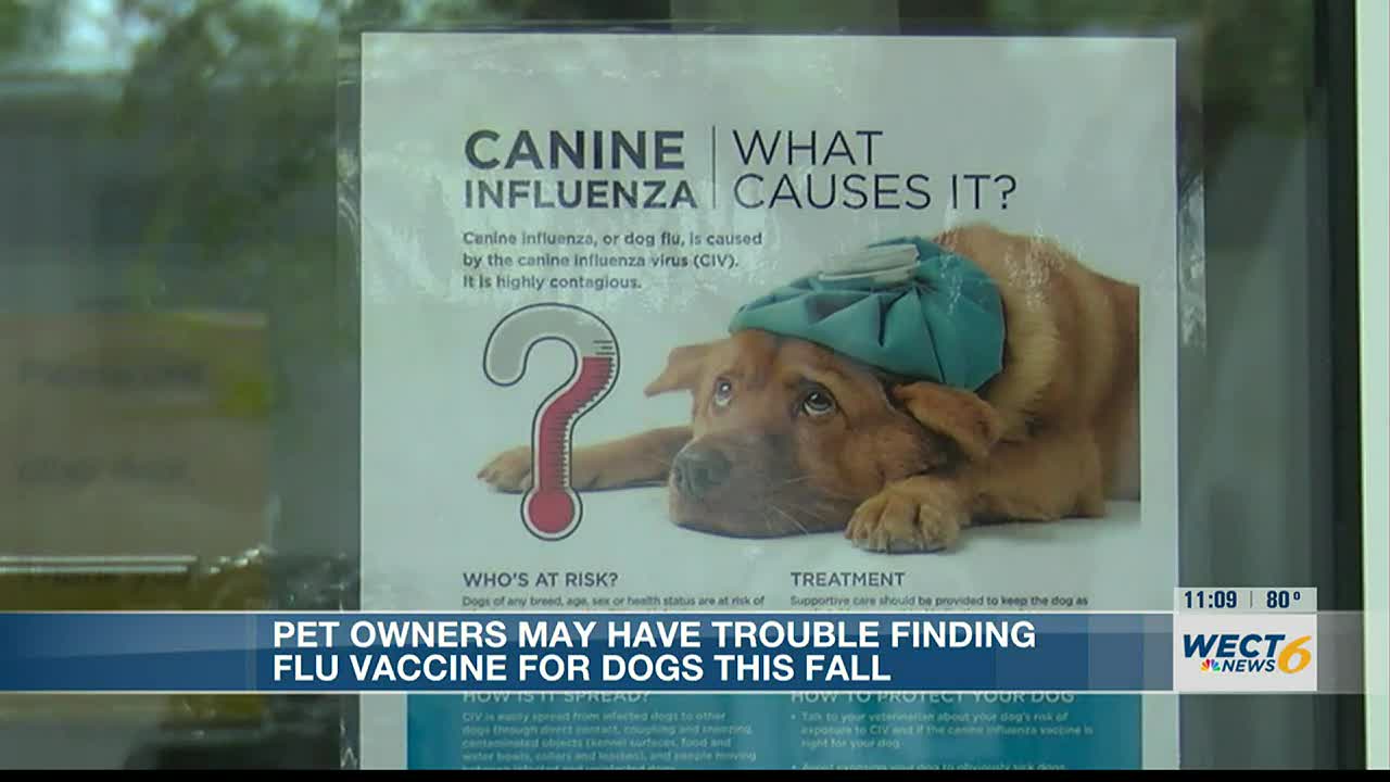 Is Dog Flu Contagious To Humans